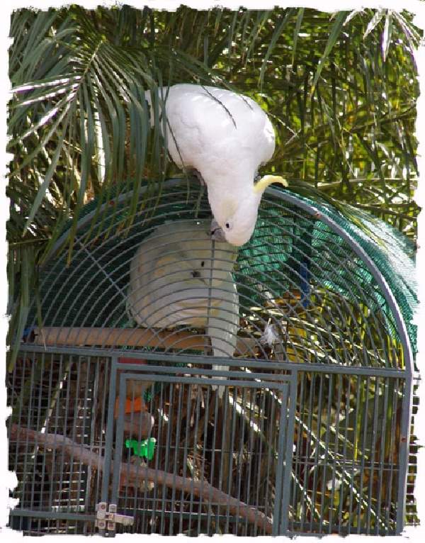 Shangrala's Australian Cockatoo Story