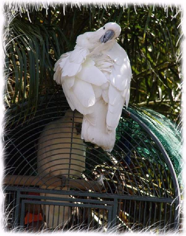 Shangrala's Australian Cockatoo Story