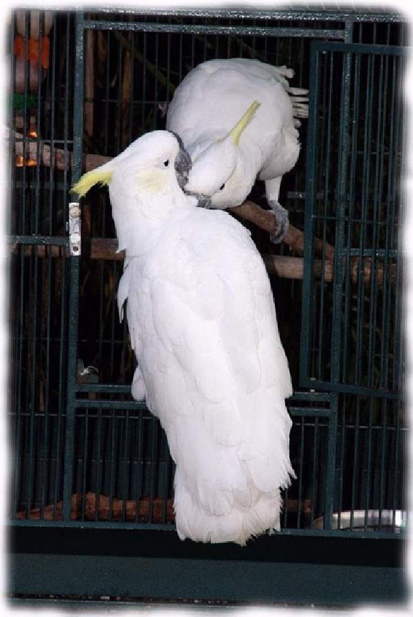 Shangrala's Australian Cockatoo Story