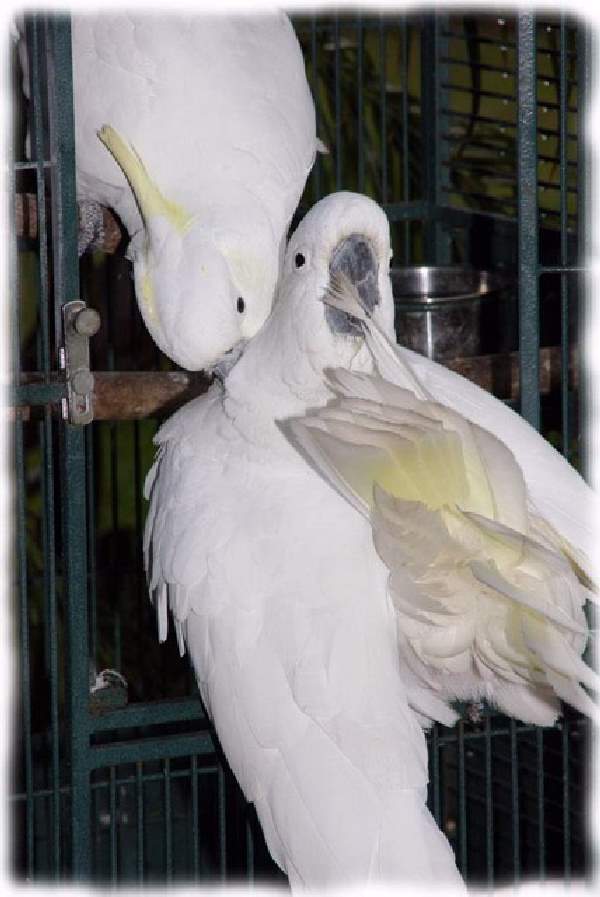 white cockatoo price in kolkata