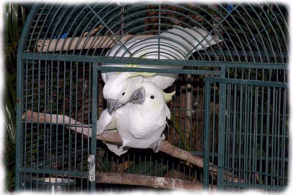 Shangrala's Australian Cockatoo Story