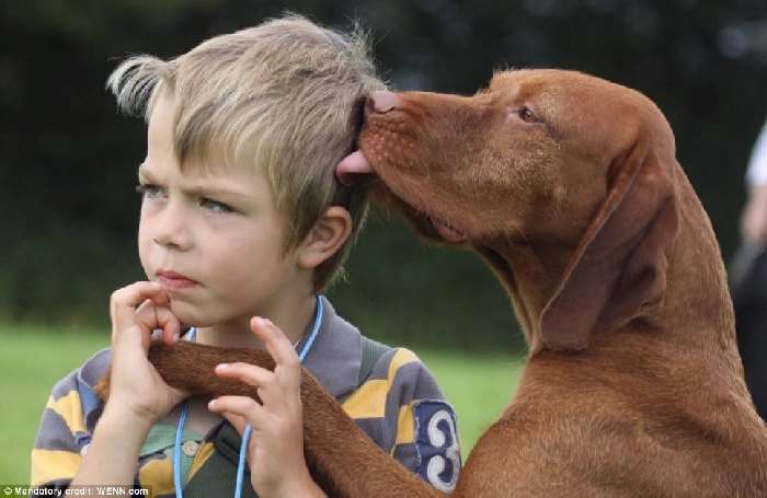 Shangrala's Kennel Club Dog Contest!