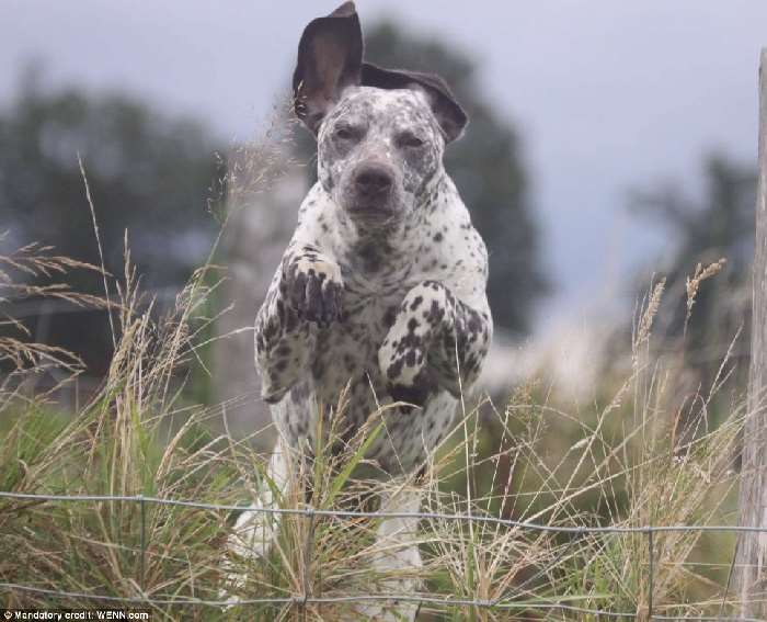 Shangrala's Kennel Club Dog Contest!