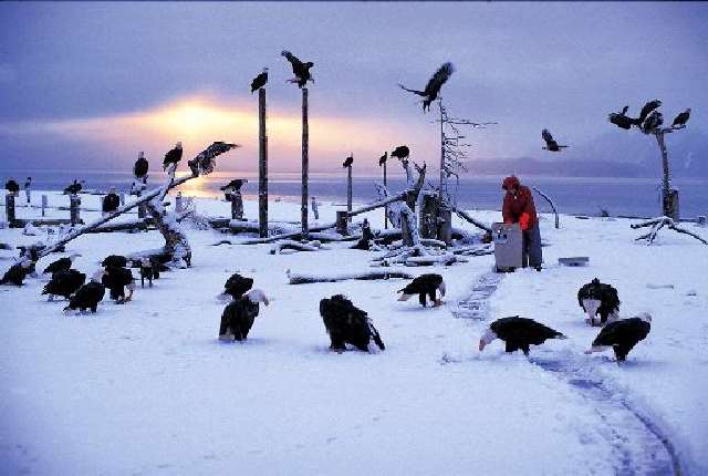 Shangrala's Feeding The Eagles