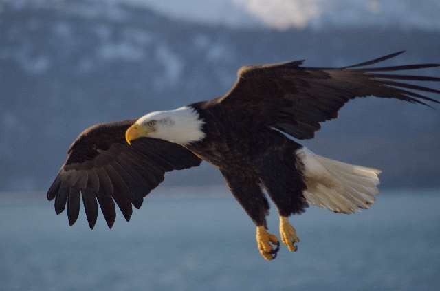 Shangrala's Feeding The Eagles