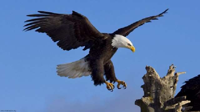 Shangrala's Feeding The Eagles