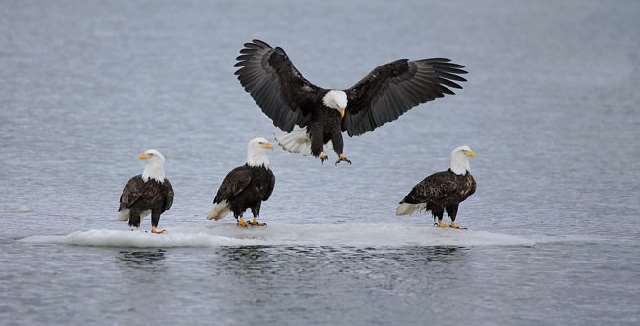 Shangrala's Feeding The Eagles