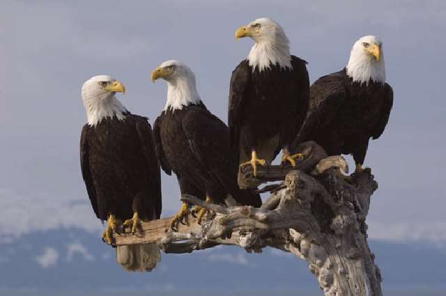 Shangrala's Feeding The Eagles