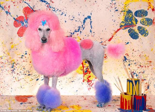 Shangrala's Extreme Dog Grooming