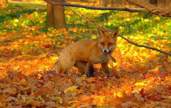 Shangrala's Animals In Fall