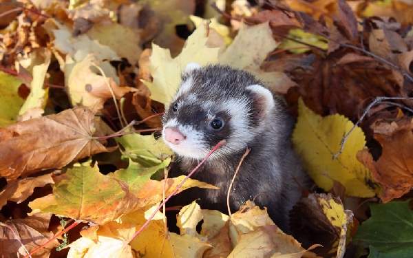 Shangrala's Animals In Fall