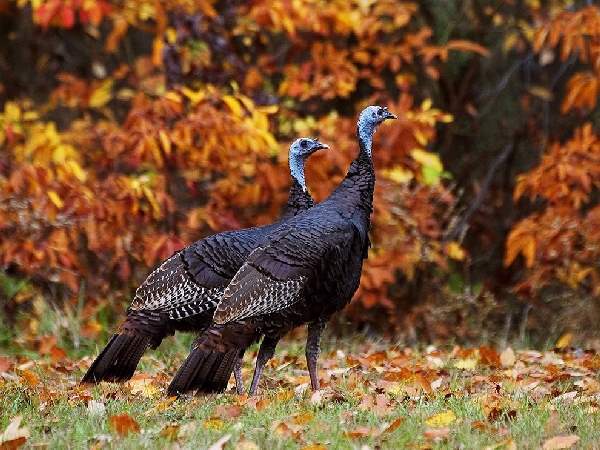 Shangrala's Animals In Fall