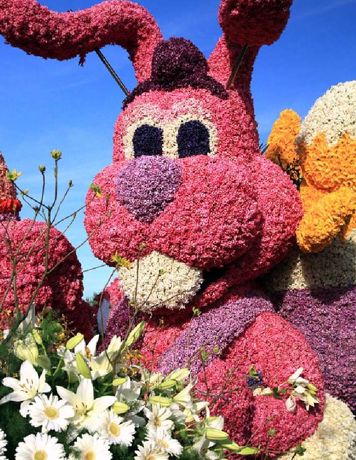 Shangrala's Holland Parade Of Flowers