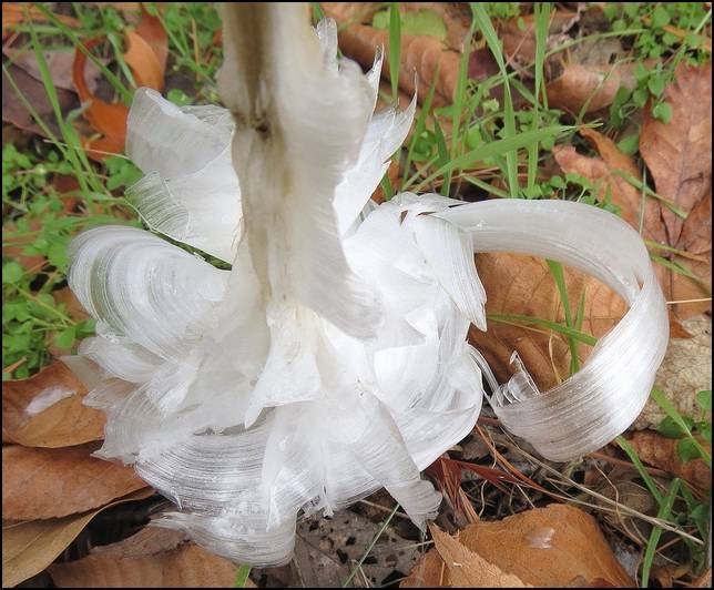 Shangrala's Frost Flowers