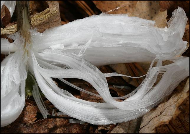 Shangrala's Frost Flowers