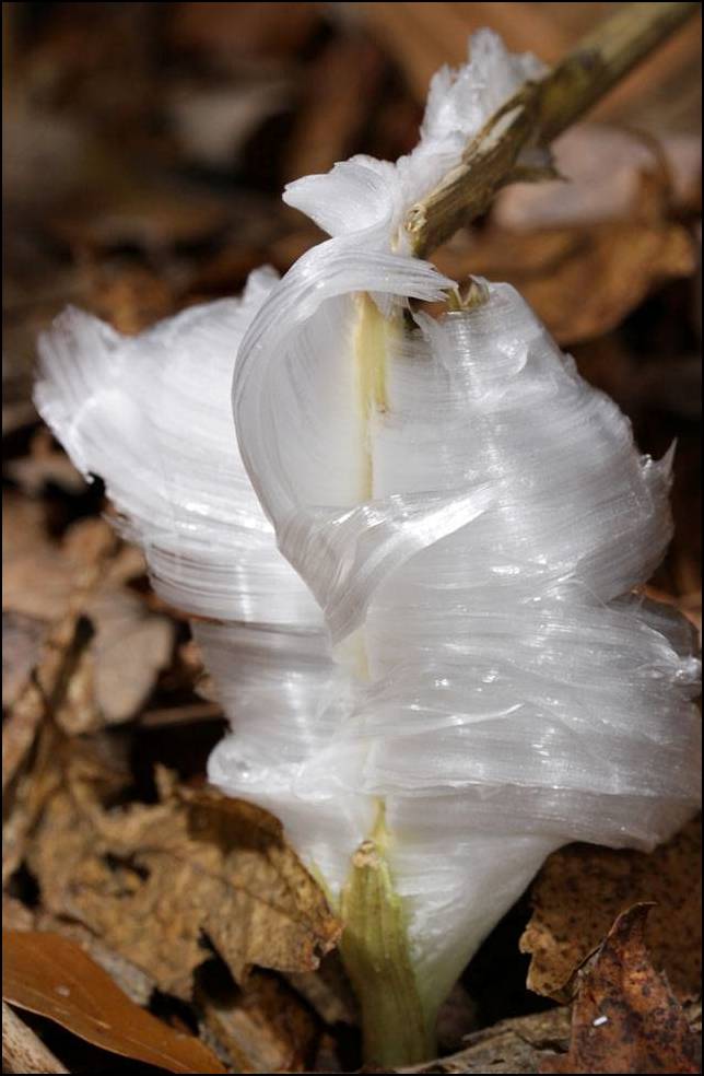 Shangrala's Frost Flowers