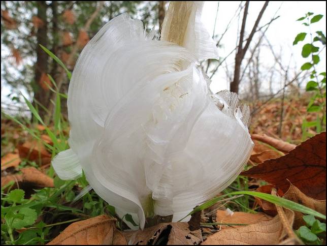 Shangrala's Frost Flowers