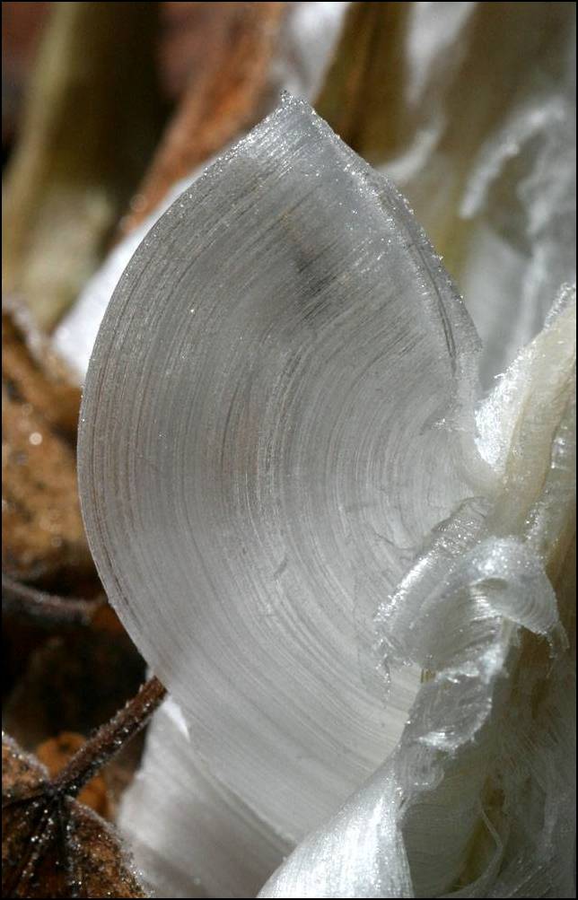 Shangrala's Frost Flowers