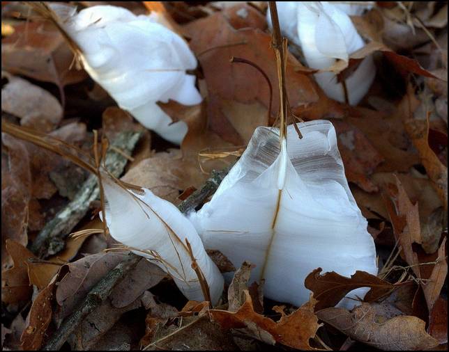 Shangrala's Frost Flowers