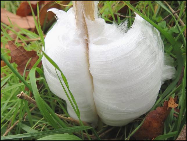 Shangrala's Frost Flowers