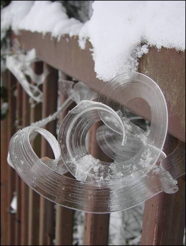 Shangrala's Frost Flowers