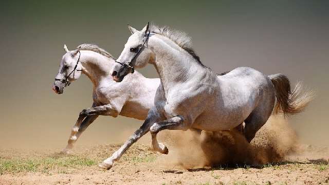 Shangrala's Running Horses