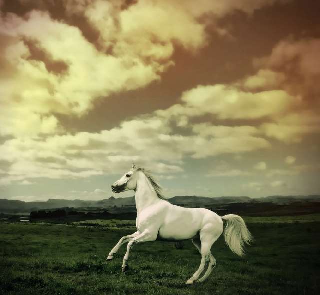 Shangrala's Running Horses