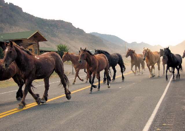 Shangrala's Running Horses