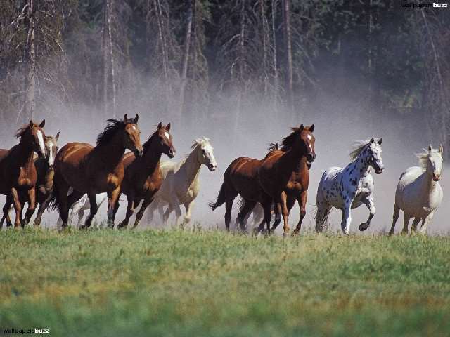 Shangrala's Running Horses