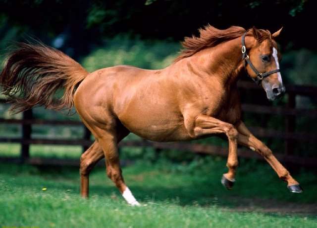 Shangrala's Running Horses