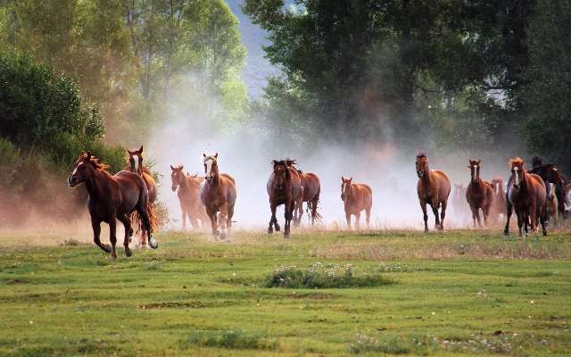 Shangrala's Running Horses