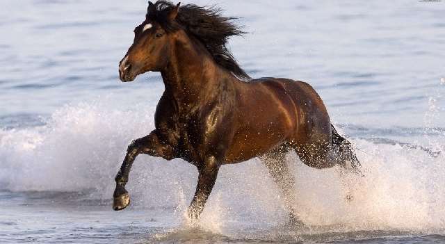 Shangrala's Running Horses