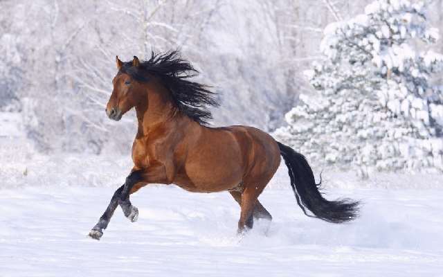 Shangrala's Running Horses