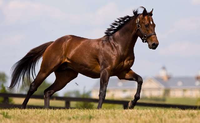 Shangrala's Running Horses