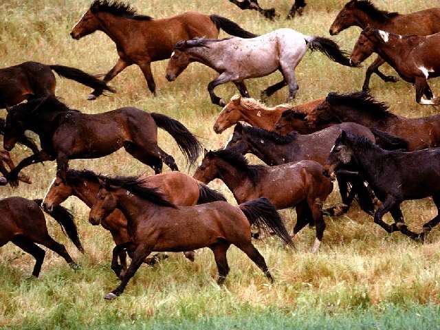 Shangrala's Running Horses