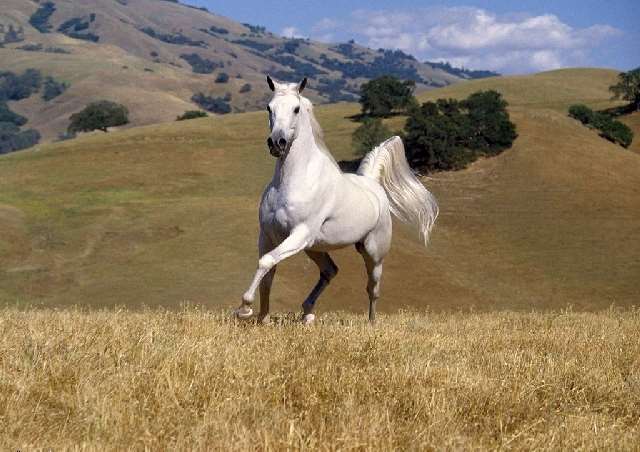 Shangrala's Running Horses