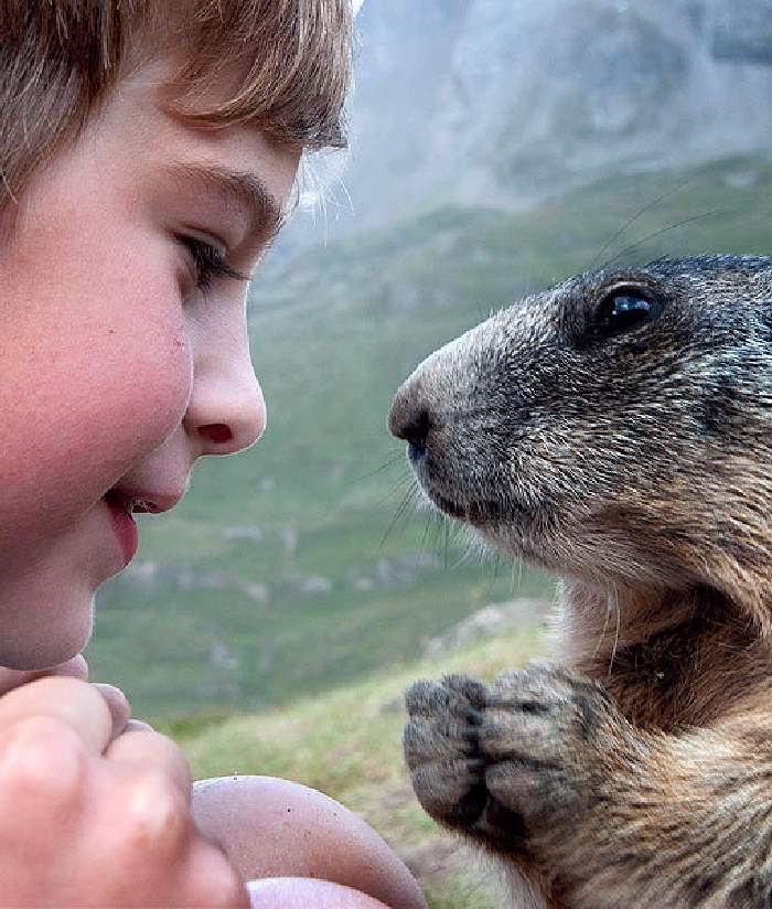 Shangrala's Matteo And The Marmots