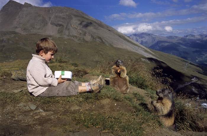 Shangrala's Matteo And The Marmots