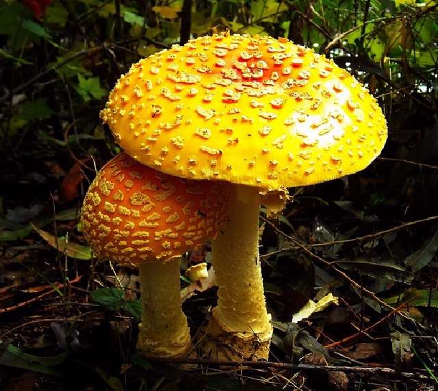 Shangrala's Most Beautiful Mushrooms