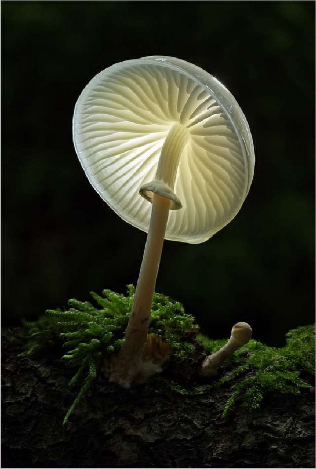 Shangrala's Most Beautiful Mushrooms