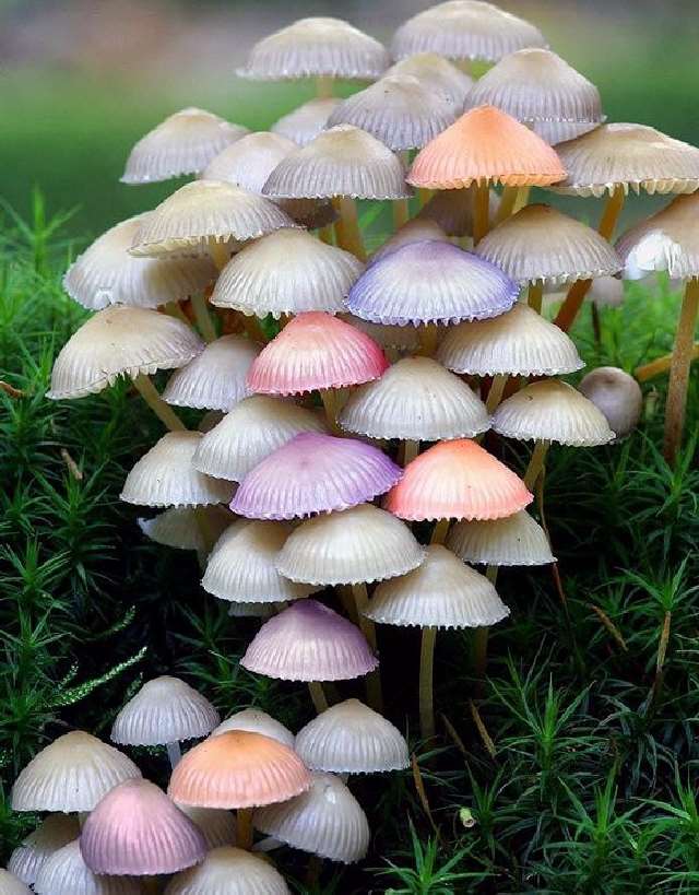 Shangrala's Most Beautiful Mushrooms