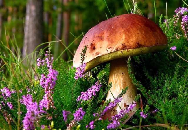 Shangrala's Most Beautiful Mushrooms