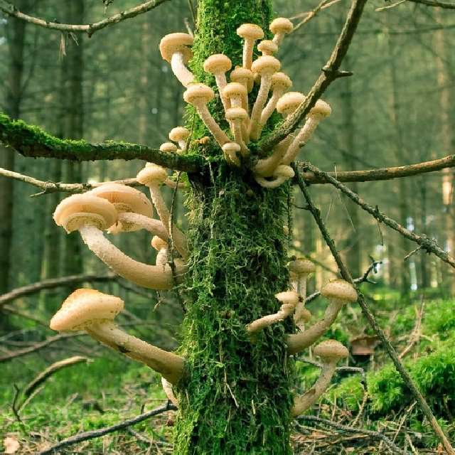 Shangrala's Most Beautiful Mushrooms