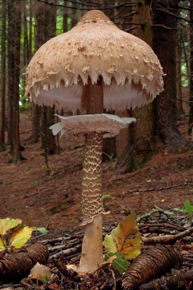 ShangralaFamilyFun.com - Shangrala's Most Beautiful Mushrooms!