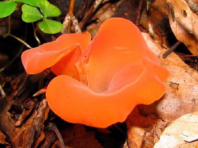 Shangrala's Most Beautiful Mushrooms