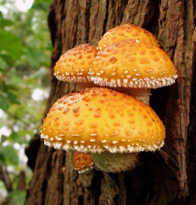 Shangrala's Most Beautiful Mushrooms