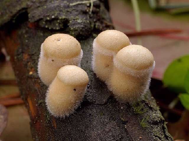 Shangrala's Most Beautiful Mushrooms