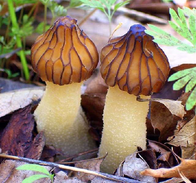 Shangrala's Most Beautiful Mushrooms