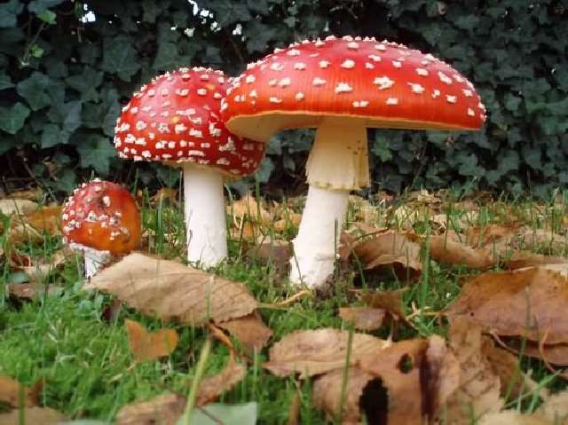 Shangrala's Most Beautiful Mushrooms