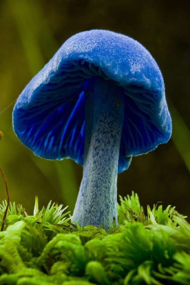 Shangralas Most Beautiful Mushrooms 